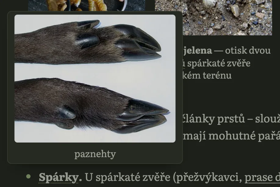 Bublina nad slovem spárky: fotka dvou spárků a překlad paznehty