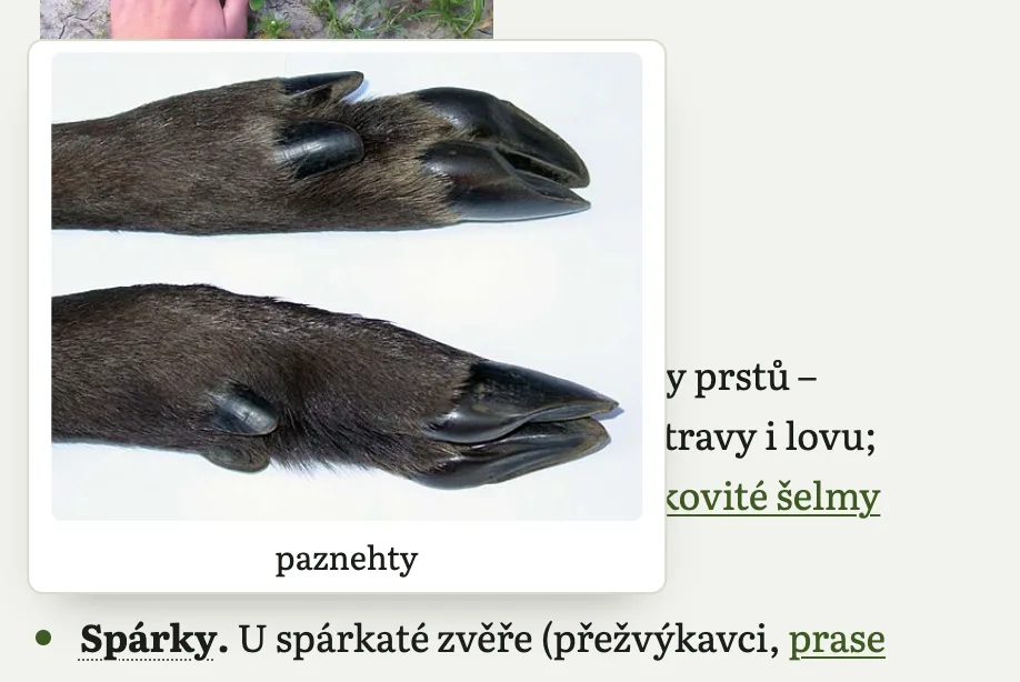 Bublina nad slovem spárky: fotka dvou spárků a překlad paznehty