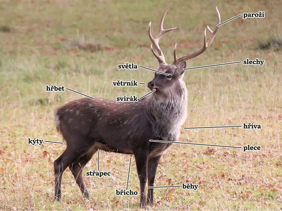 Jelen sika s popisky částí těla: paroží, slechy, světla, větrník, svírák, hříva, plece, hřbet, kýty, střapec, břicho a běhy