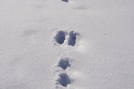 Stopa (sled) zajíce