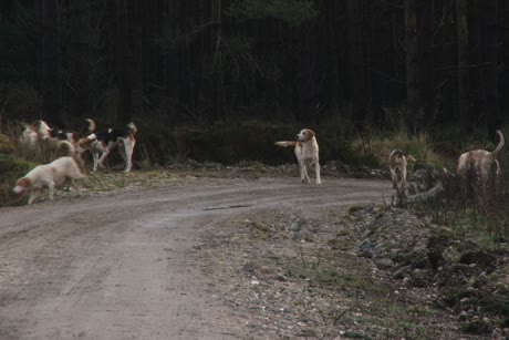 Honiči v honitbě