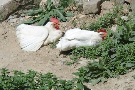 Slepice