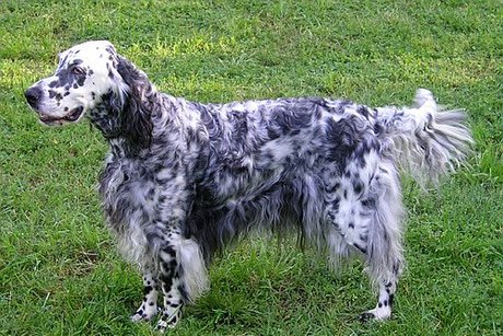Oháňka