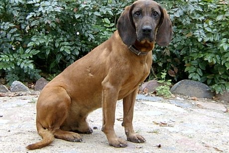 Barvář