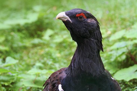 Tetřev