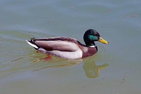 Kachna divoká