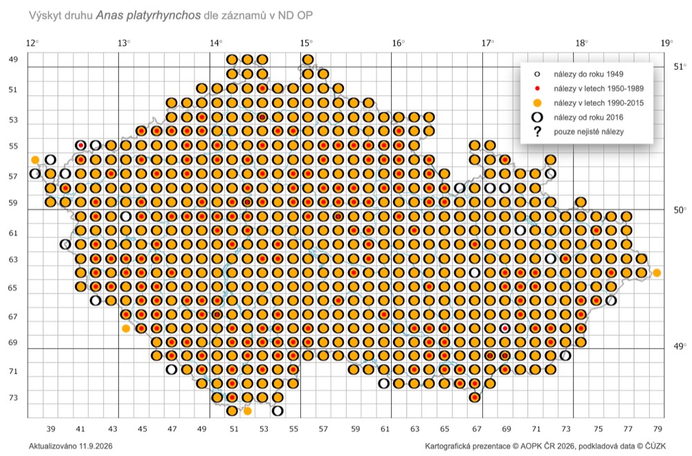 Mapa výskytu kachny divoké v České republice