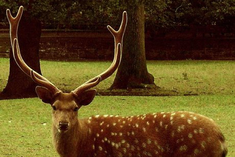 Sika Dybowského