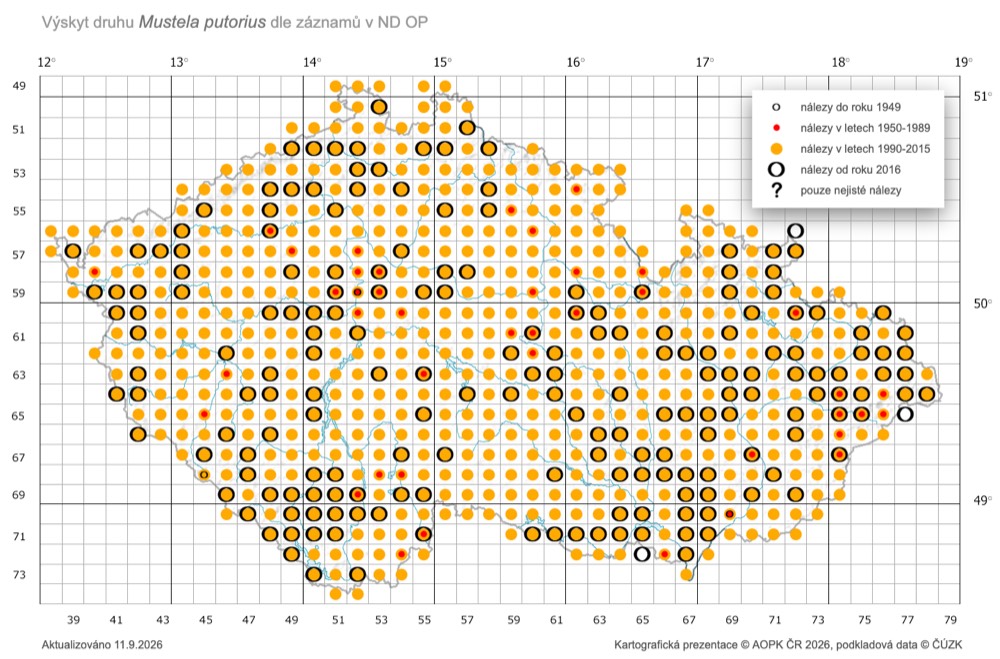 Mapa výskytu tchoře tmavého v České republice