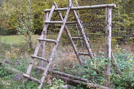 Oplocené místo v lese
