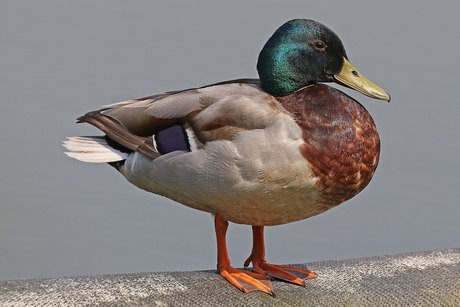 Kachna divoká