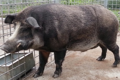 Kříženec divočáka s domácím prasetem