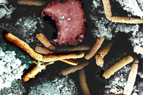 Bacillus anthracis