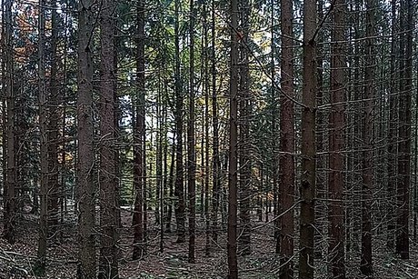 Jehličnatá monokultura