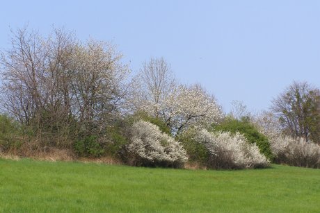 Remízek