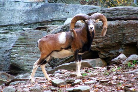 Muflon