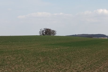 Nížinná zemědělská krajina
