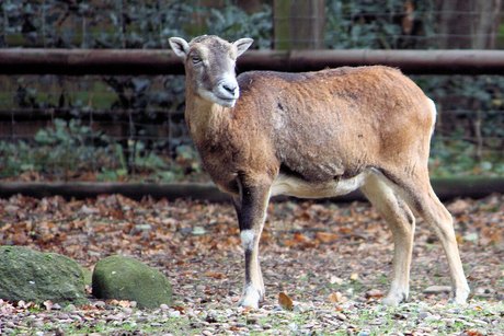 Muflonka