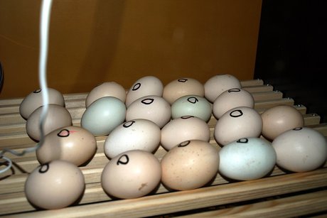 Líheň